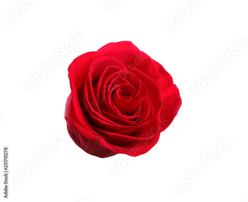 Fototapeta Naklejka Na Ścianę i Meble -  Beautiful red  rose on white background