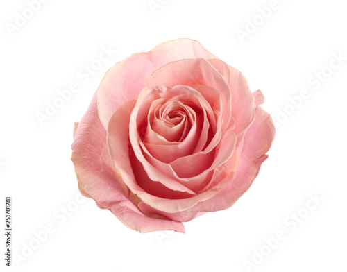 Beautiful pink rose on white background  top view. Perfect gift