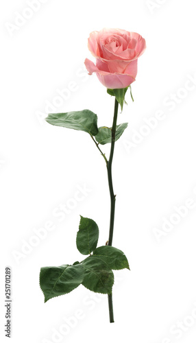 Beautiful pink rose on white background. Perfect gift