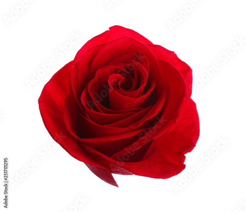 Fototapeta Naklejka Na Ścianę i Meble -  Beautiful red rose on white background. Perfect gift