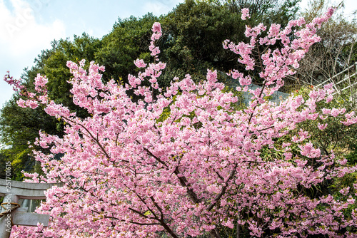 津久見の河津桜 © chameleon