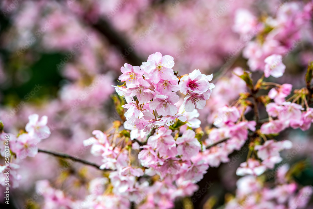 津久見の河津桜