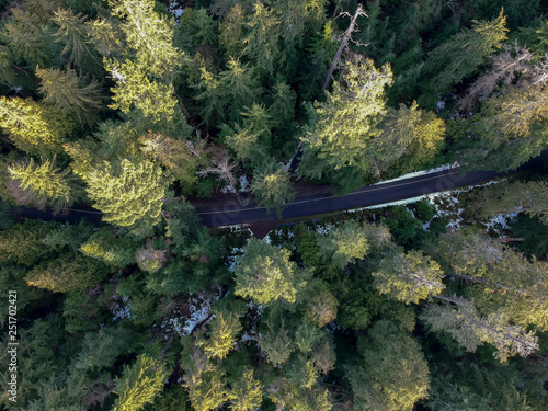 PNW Forest Road