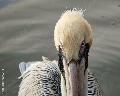 Принти на полотні Brown Pelican