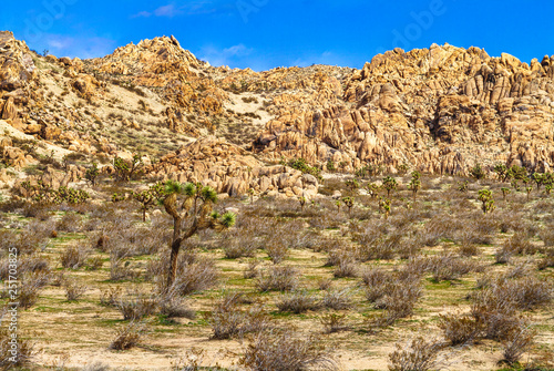 Landscape of the Mojave Desert with Joshua Trees and boulder hill