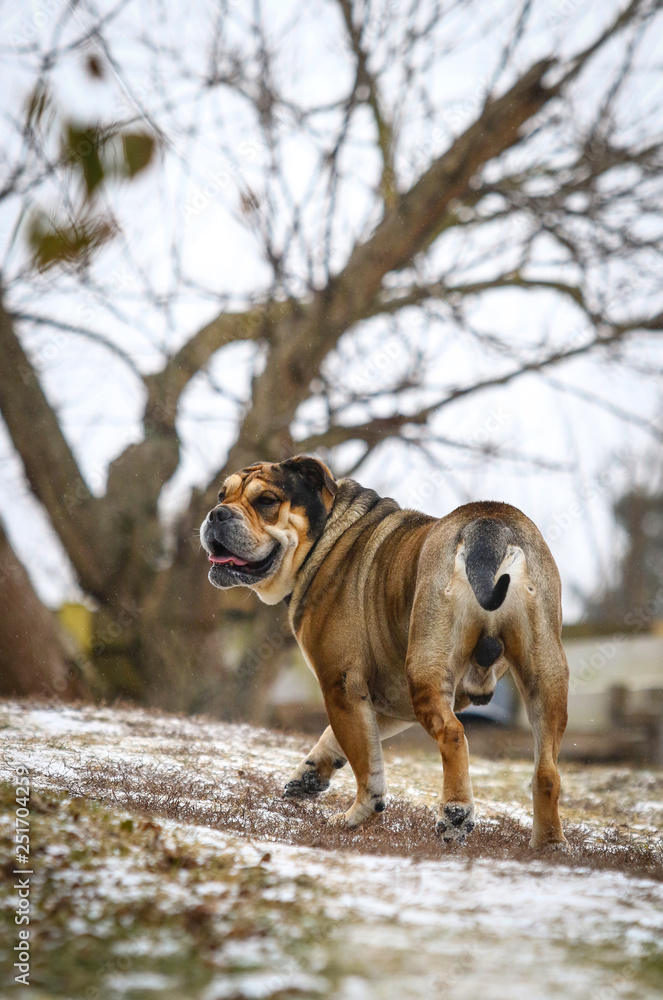 Ca de Bou (Mallorquin Mastiff) male dog stands outdoors