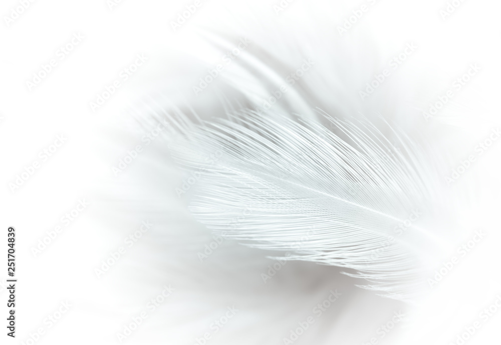 Obraz premium Abstract backgrounds. white feather texture backgrounds.