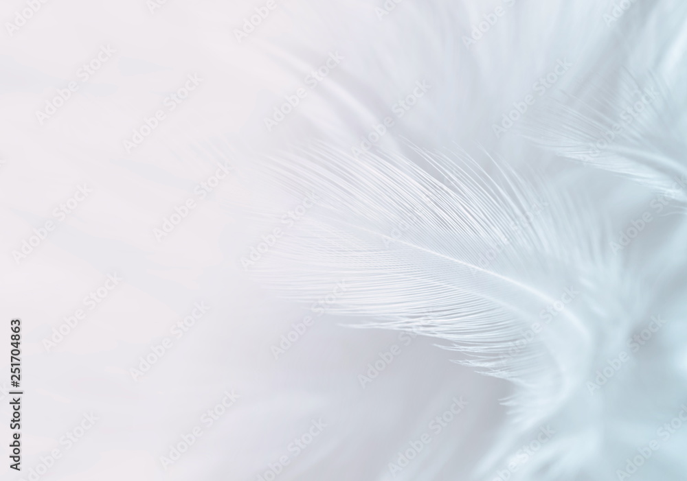 Fototapeta premium white feather texture background