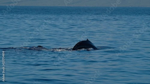 Two humpback whales (Megaptera novaeangliae) dive and show tails in the waters of Hawaiian Islands Humpback Whale National Marine Sanctuary located near the island of Maui photo