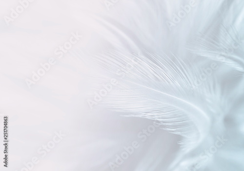 white feather texture background © Siwakorn1933