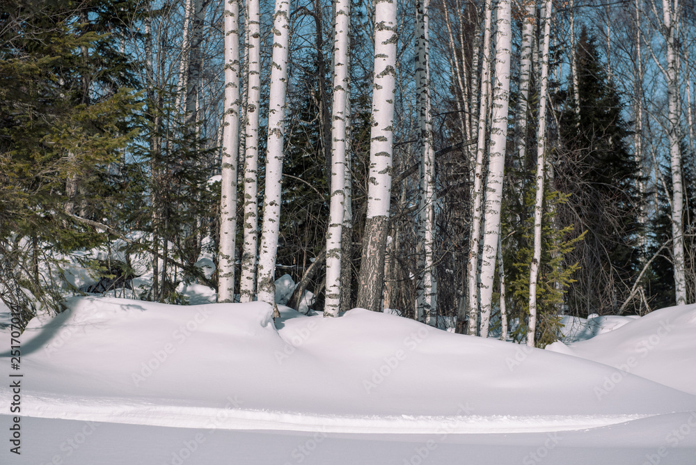 Coniferous forest in winter. Taiga in the winter. Forest in Siberia in the winter. Coniferous forest in winter. Taiga in the winter. Forest in Siberia in the winter.