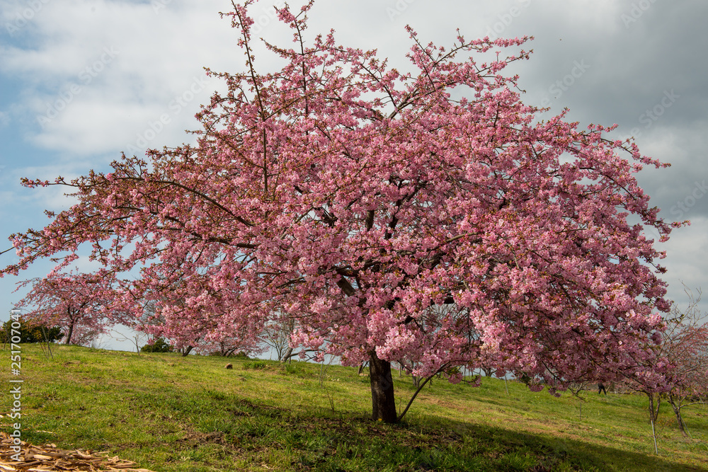 Fototapeta premium 豊前の河津桜