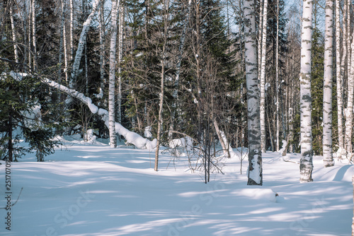 Coniferous forest in winter. Taiga in the winter. Forest in Siberia in the winter.