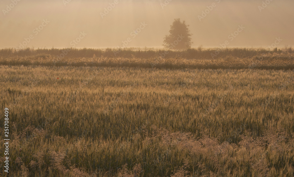 Obraz premium Sunrise over field