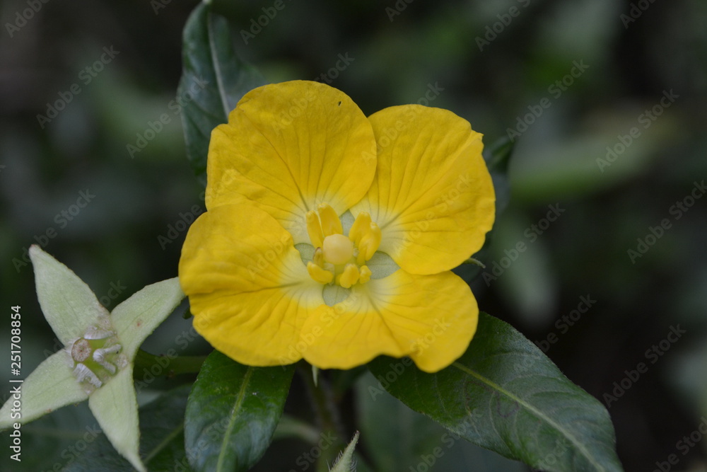 Fototapeta premium yellow flower