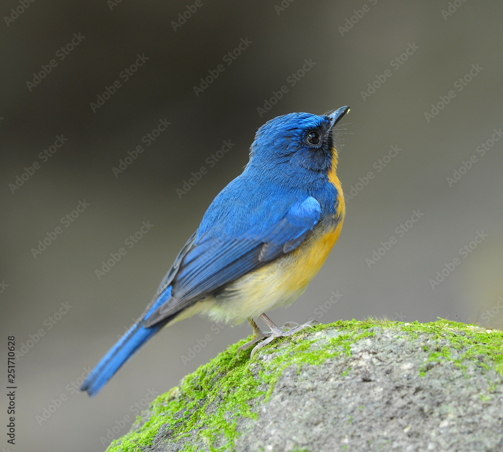 Obraz premium Bird Beautiful Hill Blue Flycatche, Male (Cyornis banyumas)