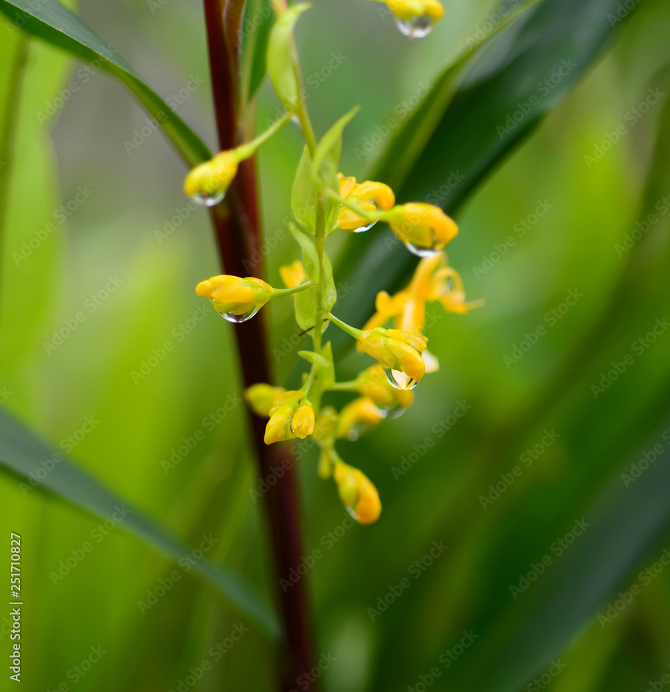 Obraz premium Beautiful yellow flowering fern.