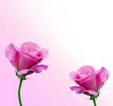 Beautiful pink rose