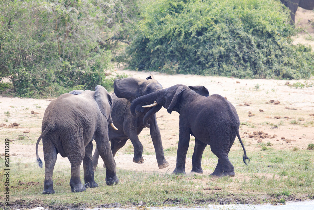 Fototapeta premium Bwindi Impenetrable National Forest Queen Elizabeth National Park