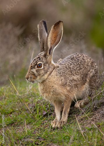 Very close view of a black-tailed jackrabbit, seen in the wild near a north California marsh 