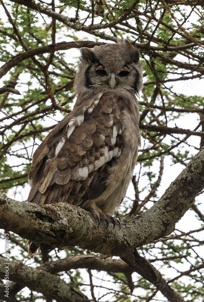Ndutu Serenegti and Ngorongoro Safari 2019 Ndutu Serenegti and Ngorongoro Safari 2019
