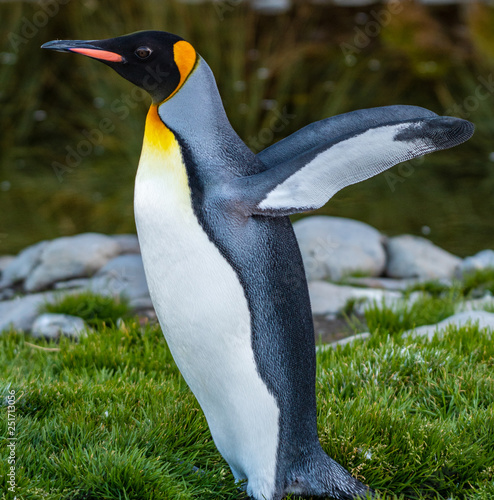 A king penguin stretching his wings