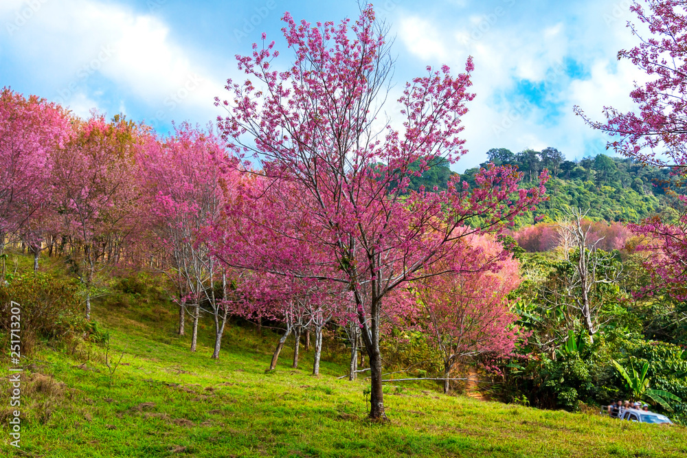 Cherry blossom flower or Sakural with green field Cherry blossom flower or Sakural with green field