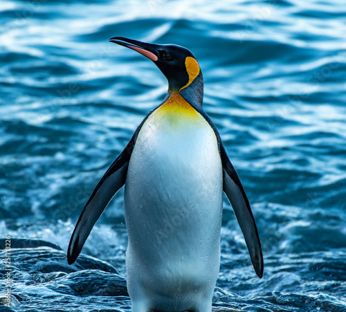 King penguin emerging from the ocean