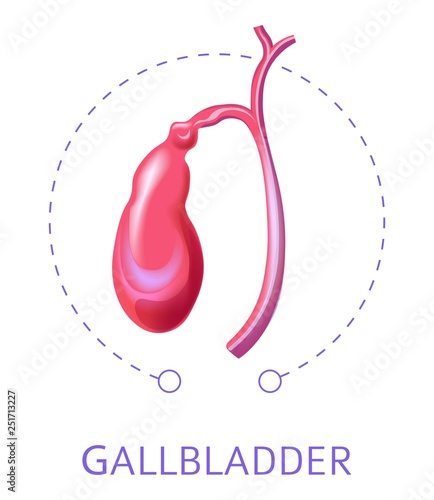 Anatomy internal organ gallbladder isolated icon digestive system