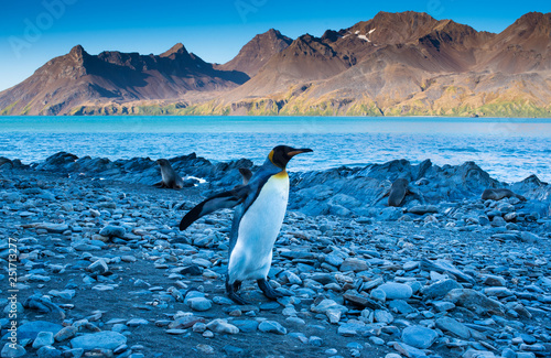 King penguin  South Georgia Island  Southern Ocean