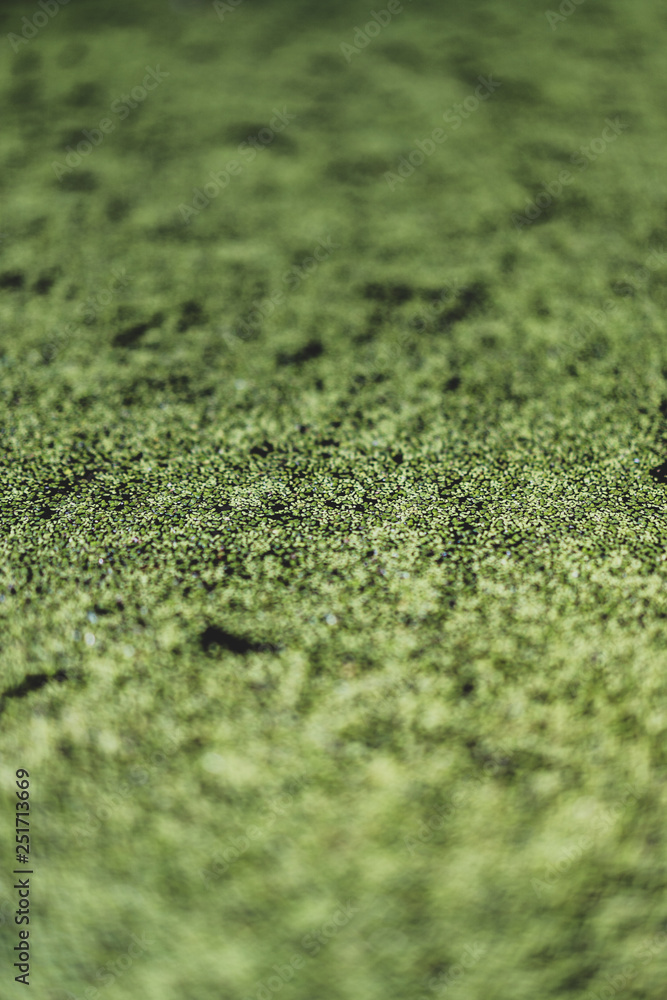 Green 4 Green 4