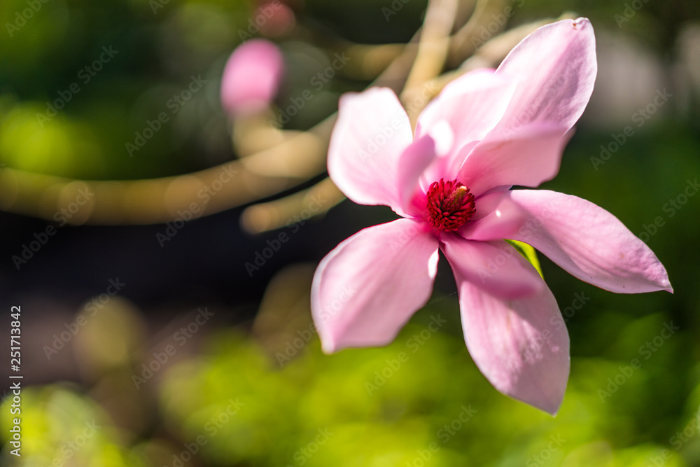 Magnolia 1 Magnolia 1