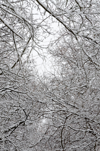 Trees covered by snow