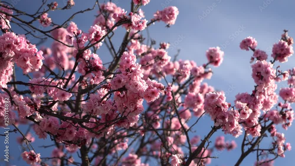 Cherry blossoms. Branch of a tree with flowers closeup at blue sky. Cherry blossoms. Branch of a tree with flowers closeup at blue sky.