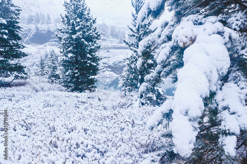 Pines under snow in winter forest