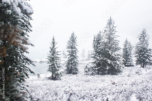 Pines under snow in winter forest © Koirill