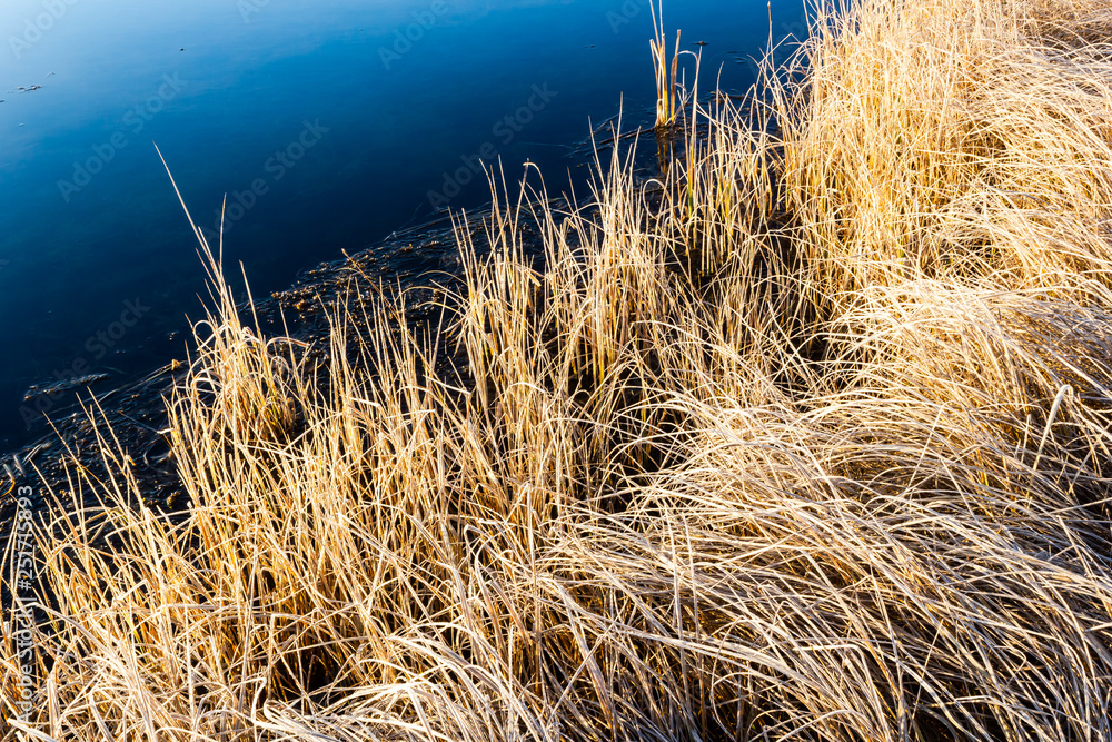 Fototapeta premium Yellow dry grass on lake. Autumn weather on the pond