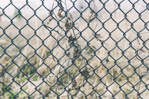 Metal mesh chain-link as background with dry plant