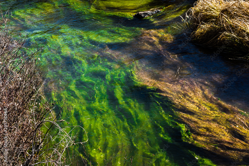 Riverbed with green algae in water