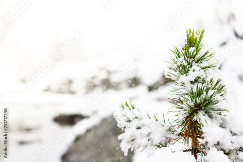 Young pine in winter forest  frost in mountain valley