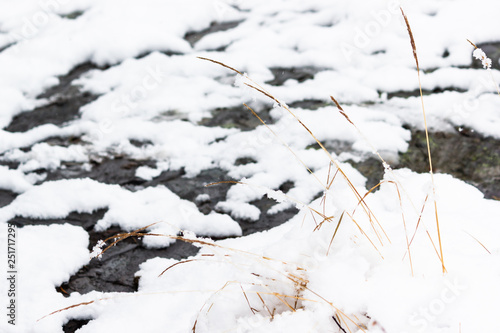 Dry grass under snow on bank of winter river © Koirill