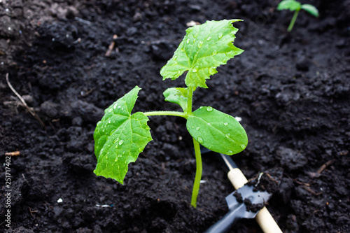 Young cucumber seedlings or zucchini in ground. Gardening Tools. Spring work in garden for planting.