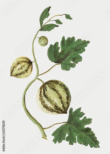 Watermelon in vintage style