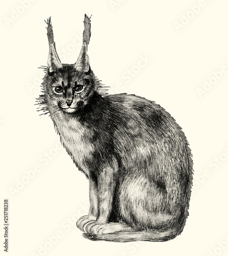Lynx in vintage style