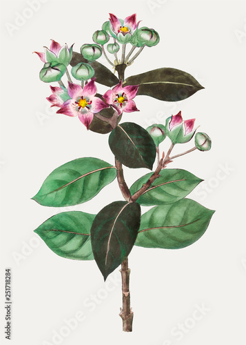 Purple milkweeds
