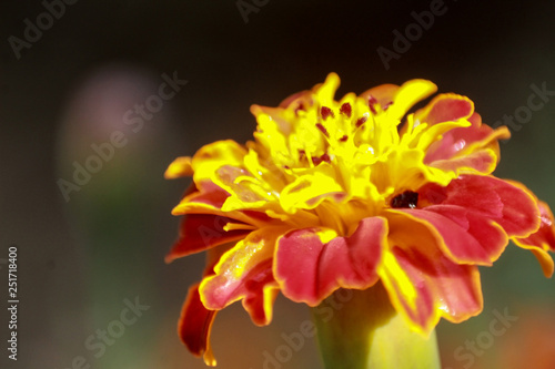 Fototapeta Naklejka Na Ścianę i Meble -  vibrant colorful small flower macro