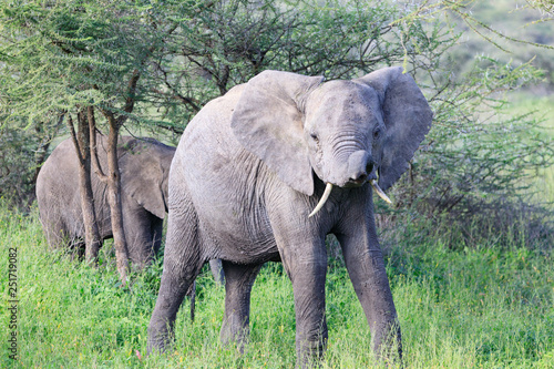 Ndutu Serenegti and Ngorongoro Safari 2019