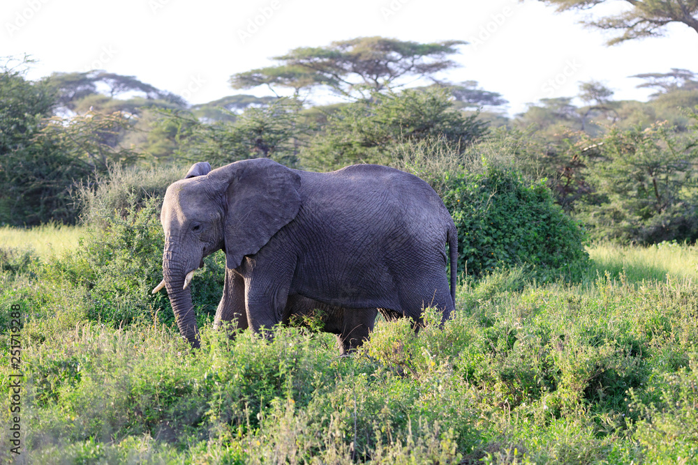Fototapeta premium Ndutu Serenegti and Ngorongoro Safari 2019