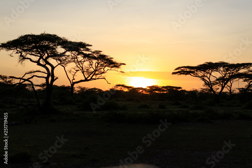 Fototapeta Naklejka Na Ścianę i Meble -  Ndutu Serenegti and Ngorongoro Safari 2019
