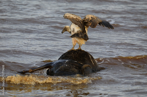 Ndutu Serenegti and Ngorongoro Safari 2019